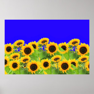 Ukraine Freedom Peace - Ukrainian Flag Sunflowers  Poster