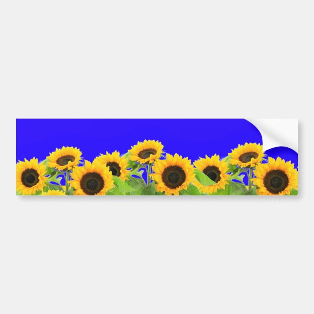 Ukrainian Flag Colors Sunflowers Bumper Stickers (Front)