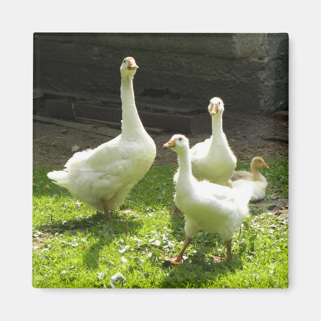 Ukrainian Geese Magnet (Front)