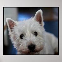 Ultra Cute Pestie Westie White Terrier