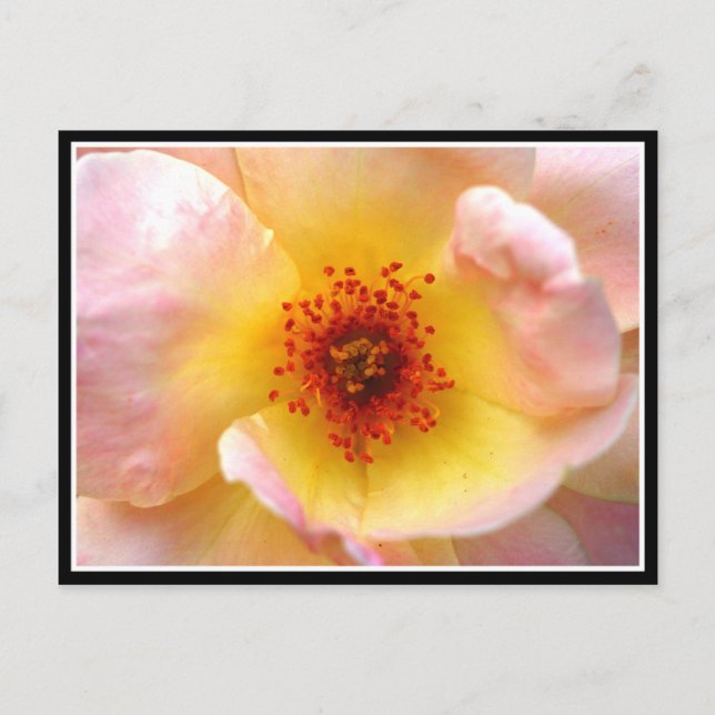 Ultra Flower Postcard (Front)