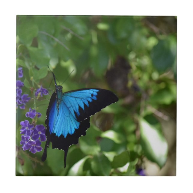 ULYSSES BLUE BUTTERFLY QUEENSLAND AUSTRALIA TILE (Front)