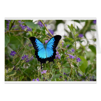 ULYSSES BUTTERFKY RURAL QUEENSLAND AUSTRALIA