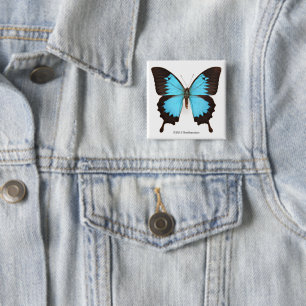 Ulysses Butterfly 15 Cm Square Badge