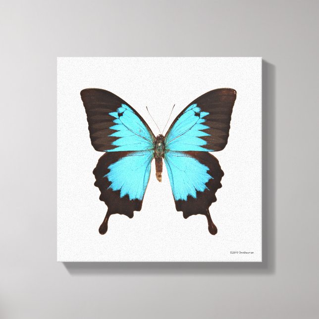 Ulysses Butterfly Canvas Print (Front)