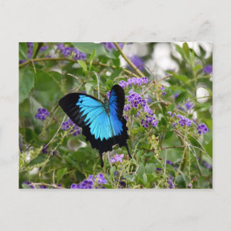 ULYSSES BUTTERFLY RURAL QUEENSLAND AUSTRALIA POSTCARD