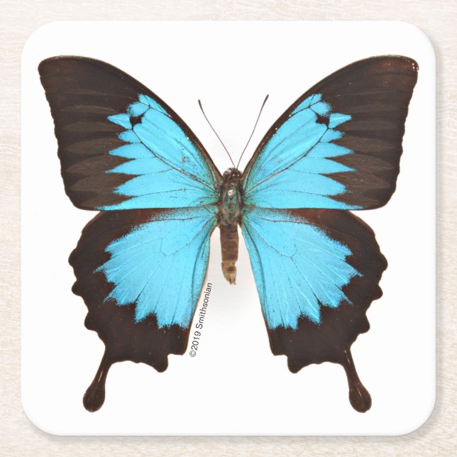 Ulysses Butterfly Square Paper Coaster (Front)