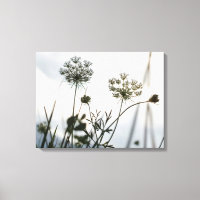 Umbels Flowers Outline - Floral Art Photography