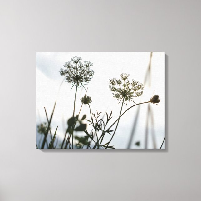 Umbels Flowers Outline - Floral Art Photography Canvas Print (Front)