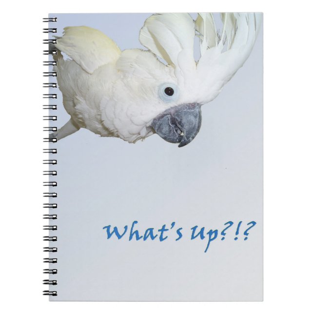 Umbrella Cockatoo asking Whats Up Spiral Notebook (Front)