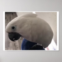 umbrella cockatoo's amazing personality