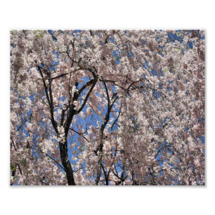 Umbrella Of Spring Blossoms Flower  Photo Print