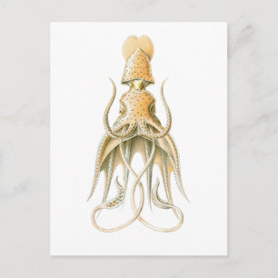 Umbrella Squid Postcard