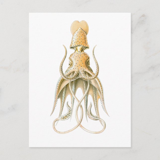 Umbrella Squid Postcard (Front)