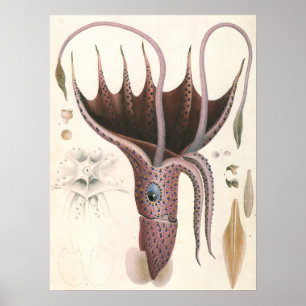 Umbrella Squid, Vintage Marine Life Animals Poster