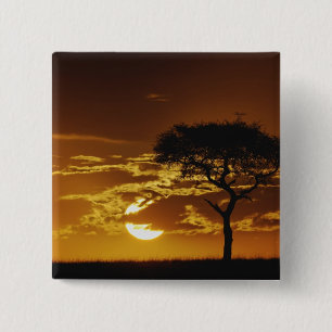 Umbrella Thorn Acacia, Acacia tortilis, 15 Cm Square Badge