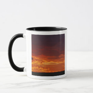 Umbrella Thorn Acacia, Acacia tortilis, 2 Mug