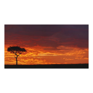 Umbrella Thorn Acacia, Acacia tortilis, 2 Photo Print