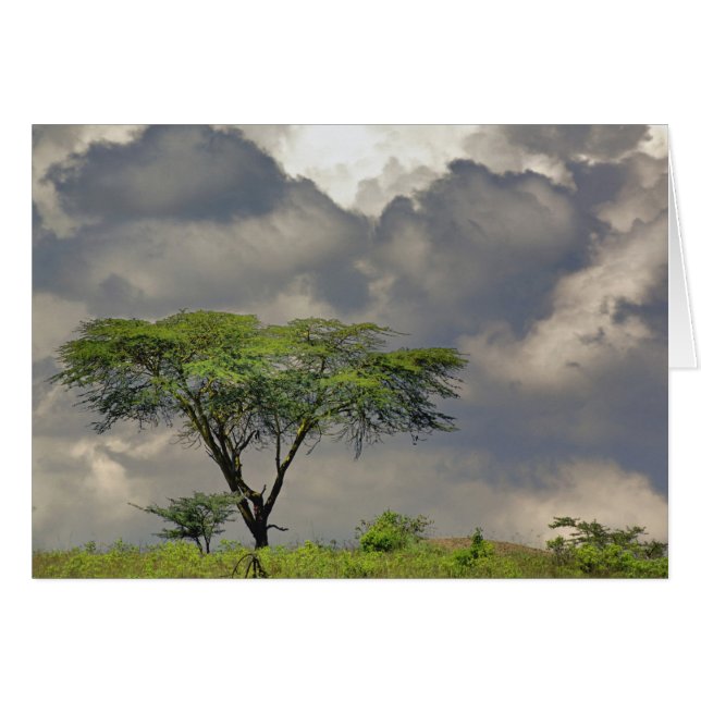 Umbrella Thorn Acacia, Acacia tortilis, and 2 (Front Horizontal)