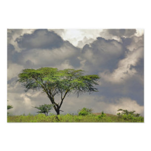 Umbrella Thorn Acacia, Acacia tortilis, and 2 Photo Print