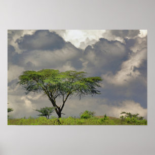 Umbrella Thorn Acacia, Acacia tortilis, and 2 Poster