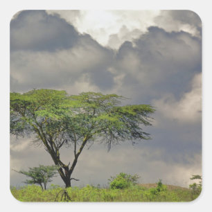 Umbrella Thorn Acacia, Acacia tortilis, and 2 Square Sticker