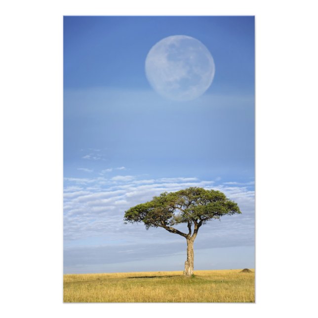 Umbrella Thorn Acacia, Acacia tortilis, and Photo Print (Front)