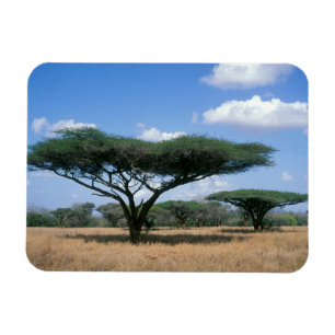 Umbrella Thorn Acacia (Acacia tortilis), Mkuze Magnet