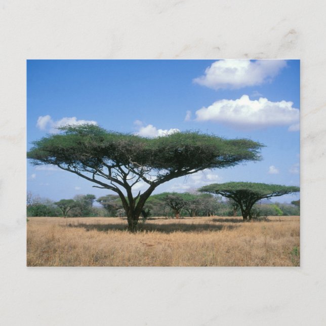 Umbrella Thorn Acacia (Acacia tortilis), Mkuze Postcard (Front)