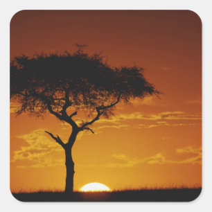 Umbrella Thorn Acacia, Acacia tortilis, Square Sticker