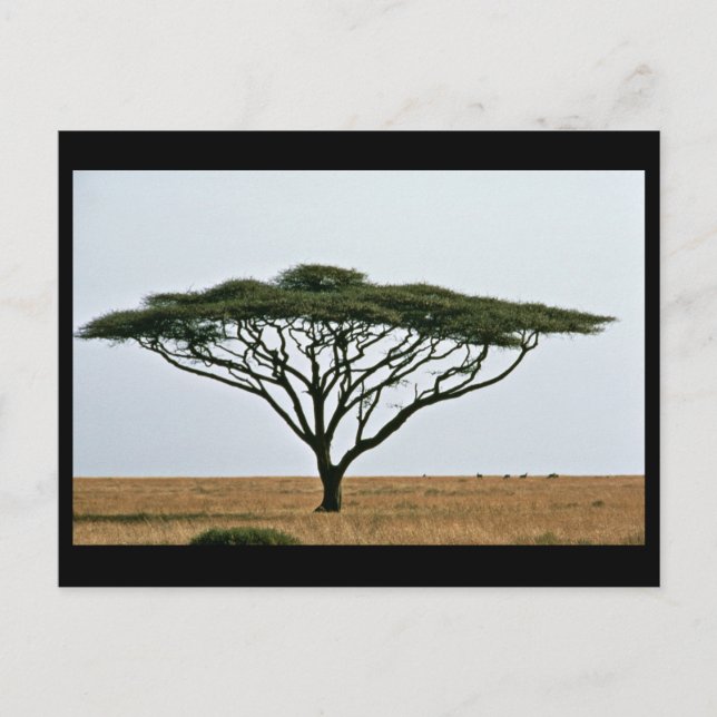Umbrella Thorn Acacia Tree Postcard (Front)