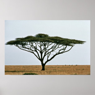 Umbrella Thorn Acacia Tree Poster