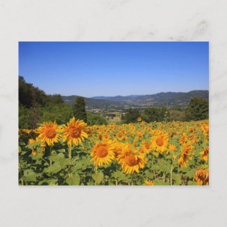 Umbrian Countryside Postcard
