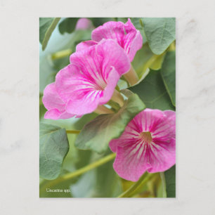 Uncarina [Postcard] ポストカード Postcard
