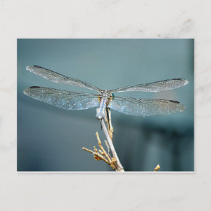 Uncommonly Beautiful postcard (dragonfly)