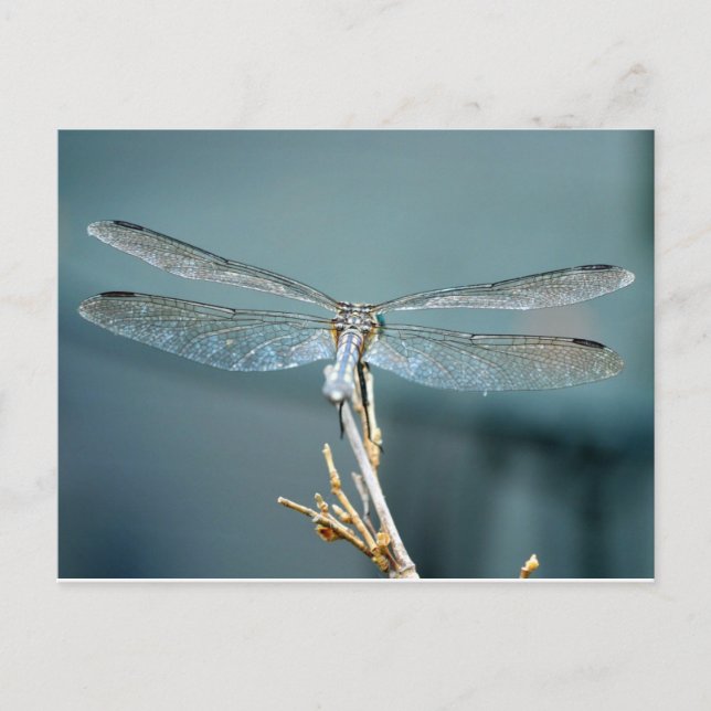 Uncommonly Beautiful postcard (dragonfly) (Front)