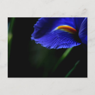 Uncommonly Beautiful postcard (iris)