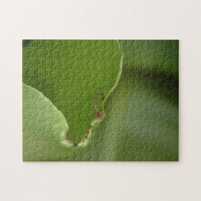 Uncurling New Green Banana Leaf Colour Photo Jigsaw Puzzle (Horizontal)