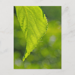 undefined postcard