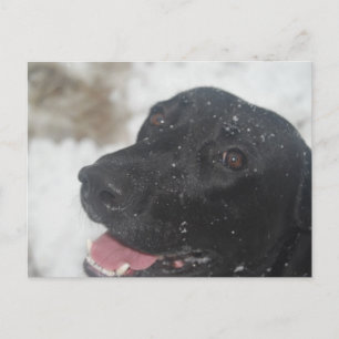 undefined postcard