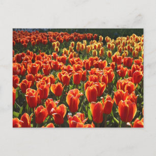 undefined postcard