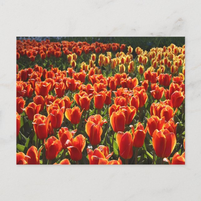 undefined postcard (Front)