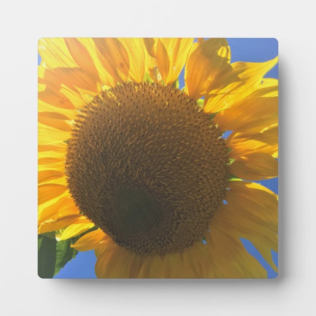 Under a Sunflower Plaque (Front)