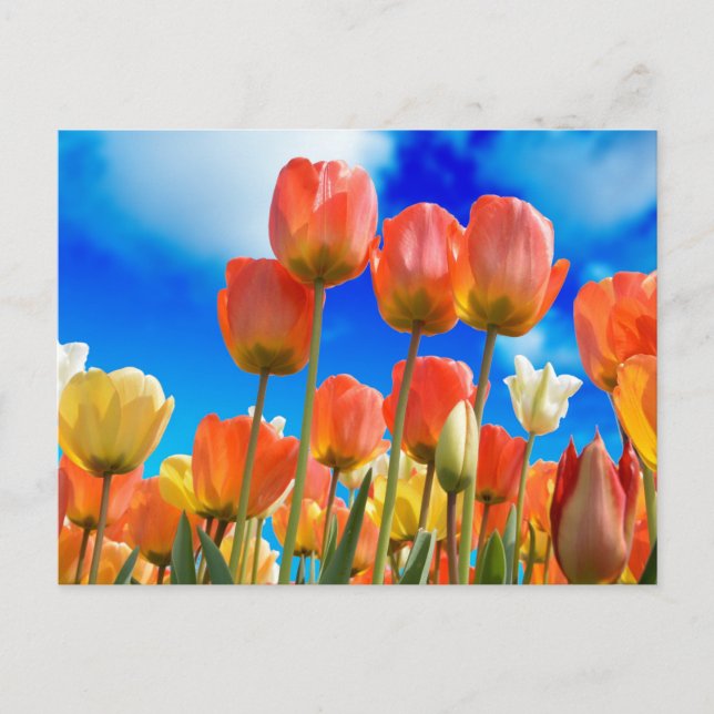 Under a Tulip Sky Postcard (Front)