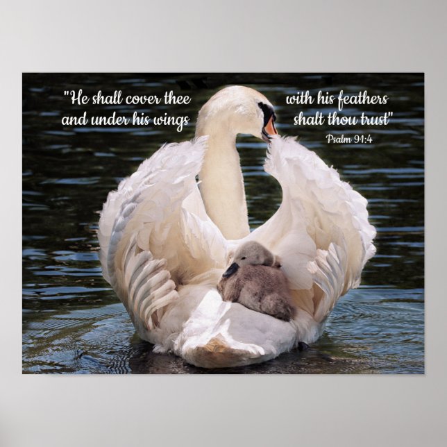 Under His Wings swan carrying cygnet Poster (Front)