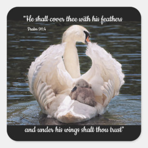 Under His Wings swan carrying cygnet  Square Sticker