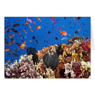 Under the sea aquatic fish scenes