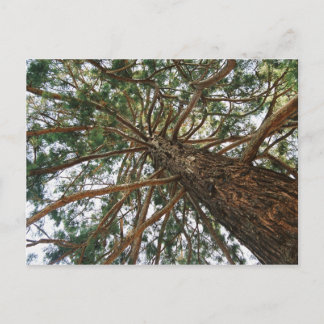 Under the tree postcard