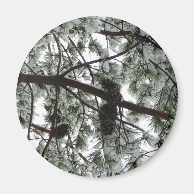 Underneath the Snow Covered Pine Tree Winter Photo Magnet (Front)