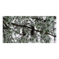 Underneath the Snow Covered Pine Tree Winter Photo